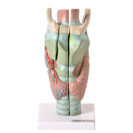 Laringe Ampliada em 3 Partes-CS/AT/TGD-0314