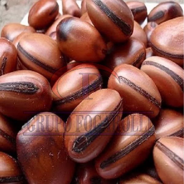 Olho De Boi, Semente, Fava 10 Unidades Alta Qualidade