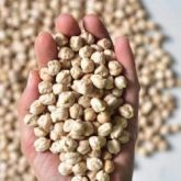 CHİCPEAS ORGANİC A+ GRADE
