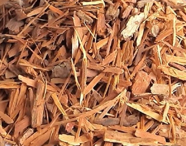 Catuaba 100g