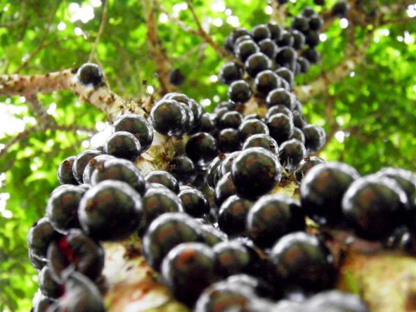 Muda de jabuticaba híbrida (P) 70 cm