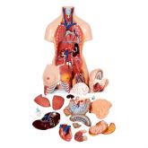 Torso Bissexual 85 cm em 24 partes e Coluna Exposta-CS/AT/TGD-0202-C