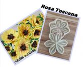 Rosa toscana(n-497)
