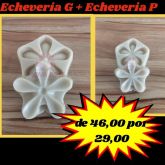 Encheveria