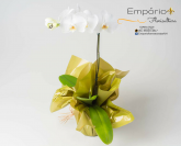 Orquidea Phalaenopsis Branca