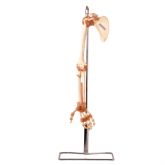 Esqueleto do Membro Superior c/ Articulações -CS/AT/TGD 0156-A