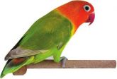 Agapornis Fischeri
