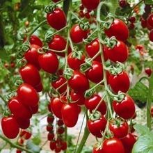 80 Sementes De Tomate Cereja Vermelho Orgânicas