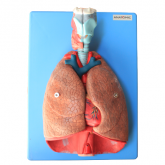 Sistema Respiratório e Cardiovascular, Luxo, em 7 Partes-CS/AT/TZJ-0318-A