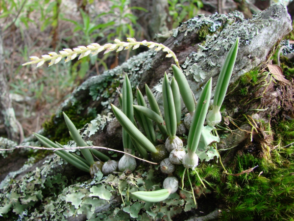 bulbophyllum rupiculum