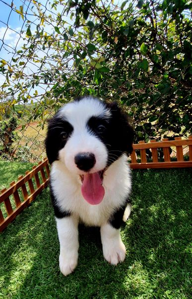 Macho preto e branco