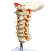 Coluna Vertebral Cervical-CS/AT/TGD 0142-A