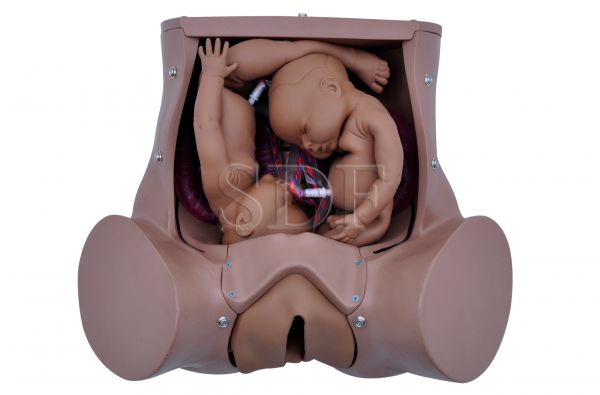 Simulador de Parto Gemelar com Placenta e Cordão Umbilical CS/SD - 4010