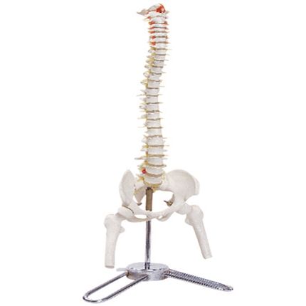 Coluna Vertebral com 50 cm CS/AT-TGD 0141