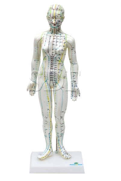 Manequim de Acupuntura Fem. de 50 cm - CS/SD - 5099