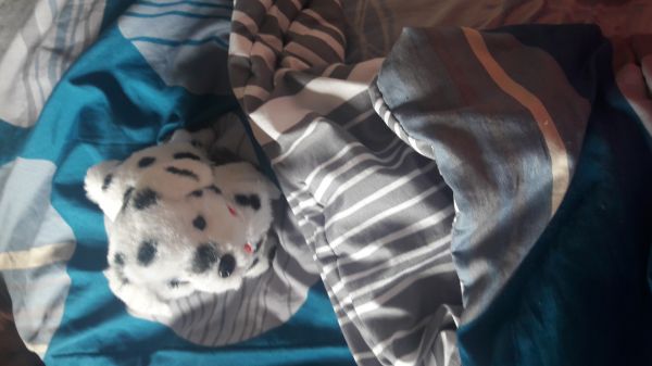 2 cachorrinhos pequenos