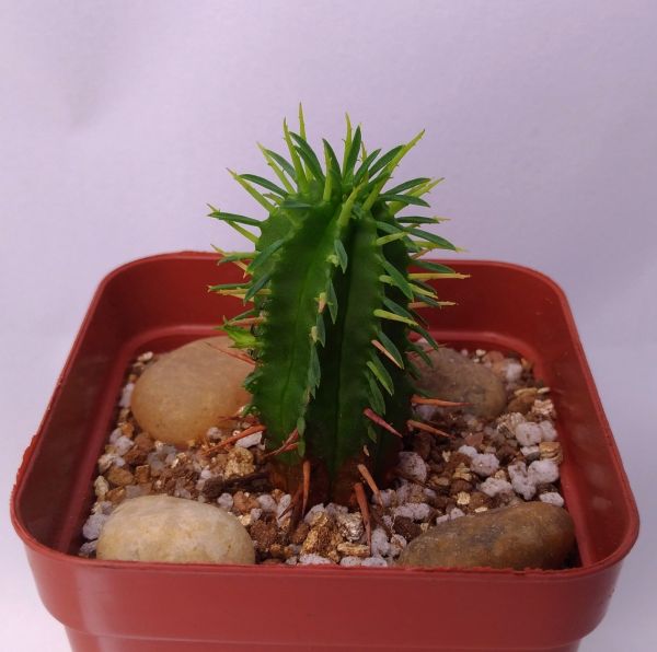 Euphorbia ferox