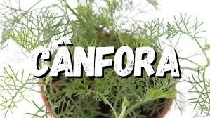 CÂNFORA