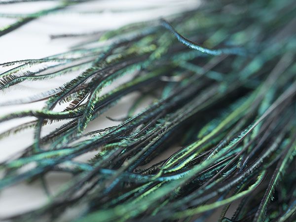 PEACOCK HERL (Natural)