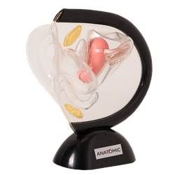 Pélvis Feminina de Acrílico em 2 Partes-CS/AT/TGD-0353-A