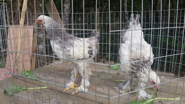 Franguinhos Brahma Light Azul