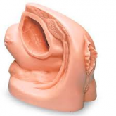 Simulador Feminino Cath-ED II-CS/SK-LF 01028U