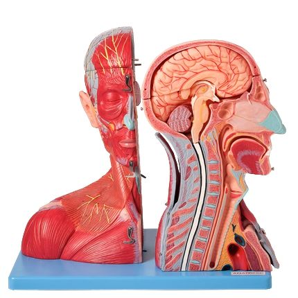 Cabeça e Pescoço Musculoso, c/Vasos, Nervos e Cérebro em 19 Partes-CS/AT/TZJ-4006-A