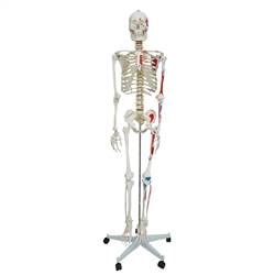Esqueleto c/ Aprox. 1,68 cm Articulado e Muscular-CS/AT/TGD-0101-AN