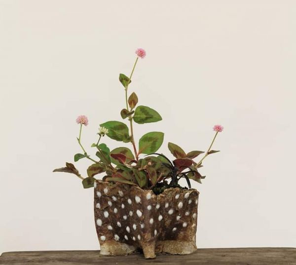 Tapete-inglês (Polygonum capitatum)