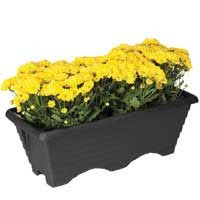 Floreira retangular plásticos rainha