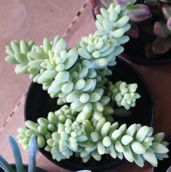Sedum Burrito