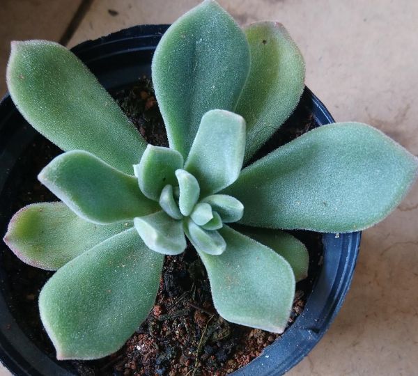 Echeveria 'pulvicarn'
