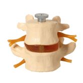 Vértebras Lombares 2 Pçs-CS/AT/TGD-0153-A