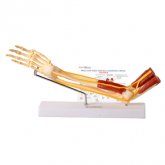 Braço c/ Ossos,Músculos,Ligamentos,Nervos CS/AT/TGD-0330-B