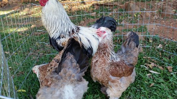 Quadra de brahma salmão com brinde de 1 dz de ovos faverolle