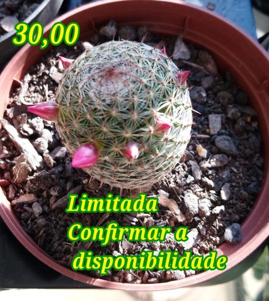 cacto