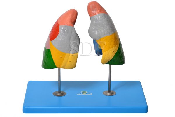 Pulmão Segmentado em Cores-CS/SD-5055/C