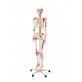 Esqueleto Humano Padrão 1,70 c/Artic. Inserções Muscul.e Hastes c/Sup. e Rodas-CS/SD-5001