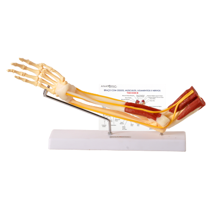 Braço c/ Ossos,Músculos,Ligamentos,Nervos CS/AT/TGD-0330-B