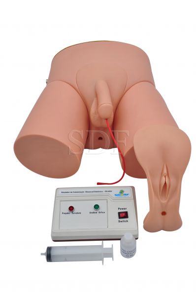 Simulador de Cateterização Vesical Bissexual Adulto c/ Dispositivo Eletrônico-CS/SD-4004