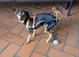 Doação para ONG Animais especiais