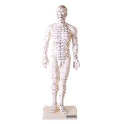 Manequim de Acupuntura 50 cm Masculino-CS/AT/TGD-0404