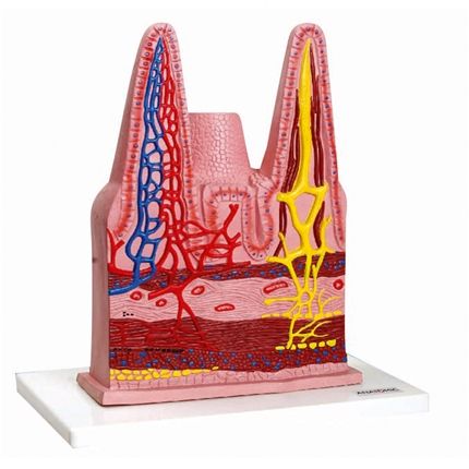 Vilosidades Intestinais-CS/AT/TZJ-0329-D
