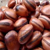 Olho De Boi, Semente, Fava 10 Unidades Alta Qualidade