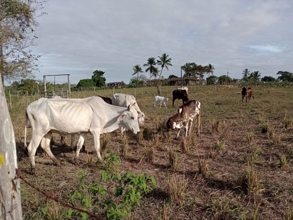 VENDEMOS GADO/SAPE-PB