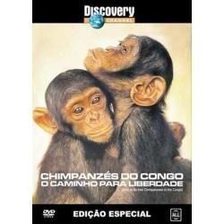 Chimpanzés Do Congo: O Caminho Para Liberdade