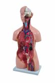 Torso Humano Bissexual c/Abertura nas Costas de 85 cm c/24 Partes-CS/SD-5022