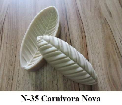 Carnivora Nova(n-35)