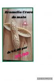 Bromelia cravo do mato