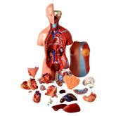 Torso 45 cm Bissexual/Assexuado c/ Coluna exposta em 25 Partes-CS/AT/TGD-0206-F